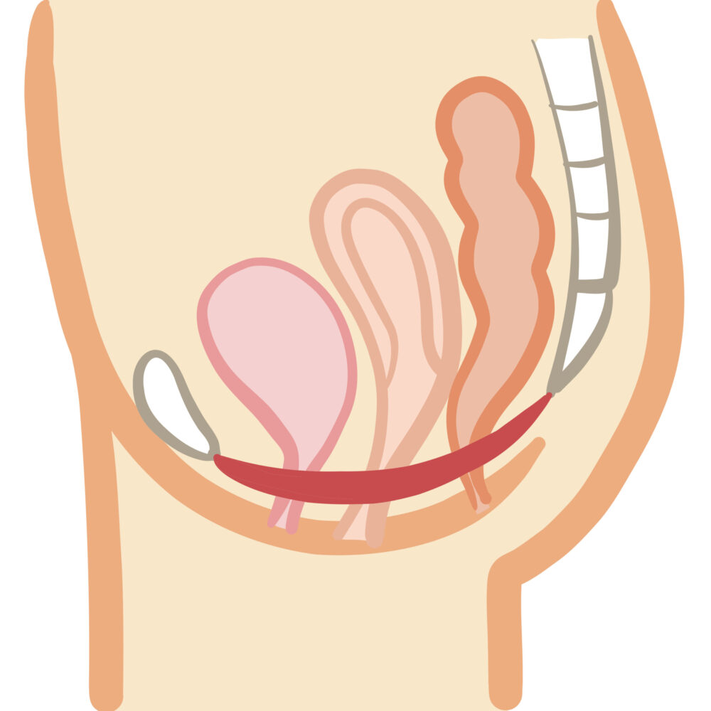 女性にとって大切な骨盤底筋、知っていますか？